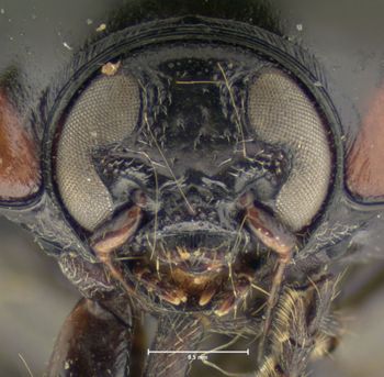 Media type: image;   Entomology 7413 Aspect: head frontal view